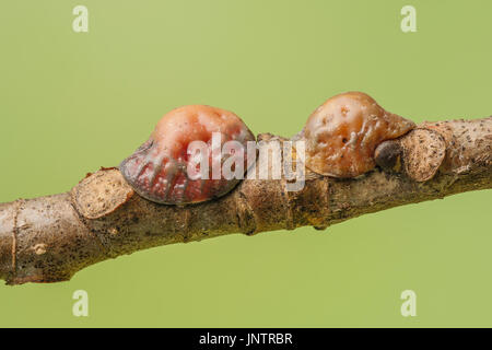 Femelle adulte Le tulipier (Toumeyella liriodendri échelles) attaché à une branche d'un le tulipier (Liriodendron tulipifera). Banque D'Images