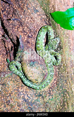 Bothriechis schlegelii Viper (cils) tourné en forêt tropicale du Costa Rica (parc national de Corcovado). Banque D'Images