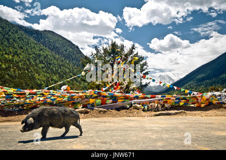 Vue sur les drapeaux de prières bouddhistes un cochon sauvage dans les montagnes tibétaines Banque D'Images