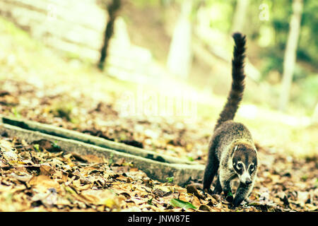 Vue sur le parc national de Tikal coati en au Guatemala Banque D'Images