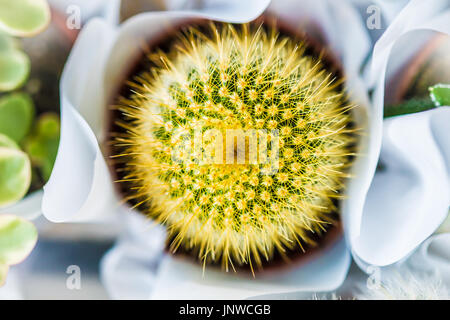 Succulentes cactus miniature jaune vif vue en gros plan. Banque D'Images