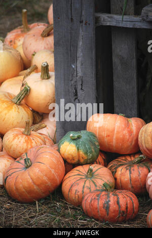 Saison Automne Hiver Citrouilles et courges d'héritage à l'farmstand Banque D'Images