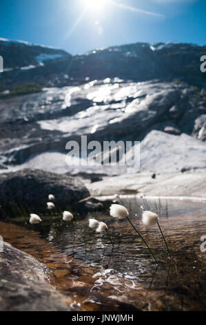 Avis sur fleurs par le lac glacier en Norvège Banque D'Images