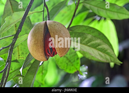Mûrs et split muscade hanging in tree seed au Kerala, en Inde. La muscade est une épice tropicale qui offre deux saveurs distinctes. Genre est Myristica. Banque D'Images