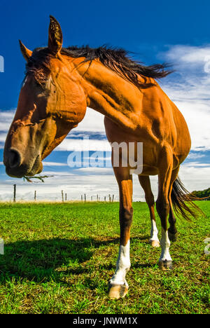 Voir le portrait de cheval brun en Allemagne Banque D'Images