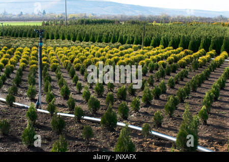 Thuja occidentalis en centre-jardin. Plant Nursery. Banque D'Images