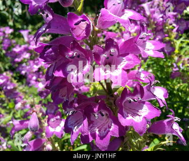 Purple Fleurs Bell Banque D'Images