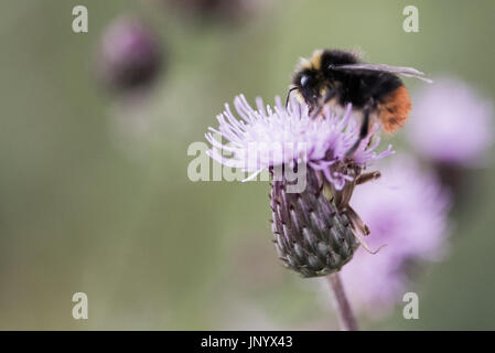 Glasgow, Royaume-Uni. Jul 31, 2017. Météo britannique. Les abeilles recueillent le pollen de fleurs de chardon sur le côté de la route Crédit : Tony Clerkson/Alamy Live News Banque D'Images