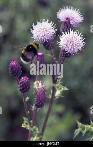 Glasgow, Royaume-Uni. Jul 31, 2017. Météo britannique. Les abeilles recueillent le pollen de fleurs de chardon sur le côté de la route Crédit : Tony Clerkson/Alamy Live News Banque D'Images