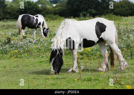 Hatton Cross. Londres, Royaume-Uni. 31 juillet, 2017. Les chevaux paître dans le champ d'un jour sec et ensoleillé dans la région de Hatton Cross. Credit : Dinendra Haria/Alamy Live News Banque D'Images