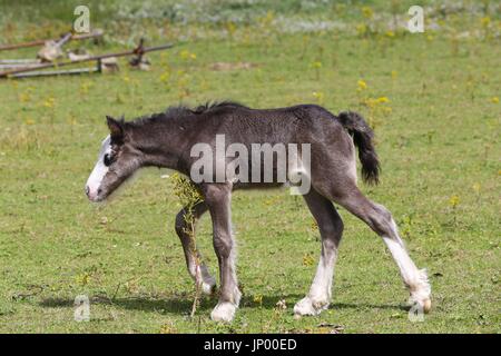 Hatton Cross. Londres, Royaume-Uni. 31 juillet, 2017. Les chevaux paître dans le champ d'un jour sec et ensoleillé dans la région de Hatton Cross. Credit : Dinendra Haria/Alamy Live News Banque D'Images