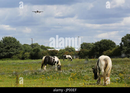 Hatton Cross. Londres, Royaume-Uni. 31 juillet, 2017. Les chevaux paître dans le champ d'un jour sec et ensoleillé dans la région de Hatton Cross. Credit : Dinendra Haria/Alamy Live News Banque D'Images