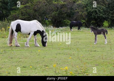 Hatton Cross. Londres, Royaume-Uni. 31 juillet, 2017. Les chevaux paître dans le champ d'un jour sec et ensoleillé dans la région de Hatton Cross. Credit : Dinendra Haria/Alamy Live News Banque D'Images