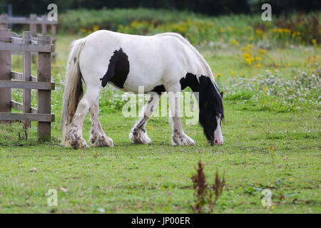 Hatton Cross. Londres, Royaume-Uni. 31 juillet, 2017. Les chevaux paître dans le champ d'un jour sec et ensoleillé dans la région de Hatton Cross. Credit : Dinendra Haria/Alamy Live News Banque D'Images