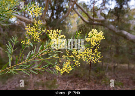 L'emblème floral officiel de l'Australie est le Golden Wattle montré ici la floraison au milieu de l'hiver près de Sydney, NSW, Australie Banque D'Images