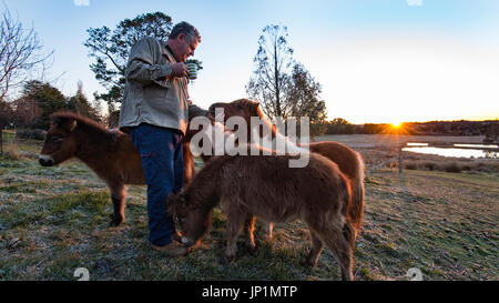 Up Close and Personal avec un cheval miniature dans un paddock en début de matinée sur une ferme. Banque D'Images