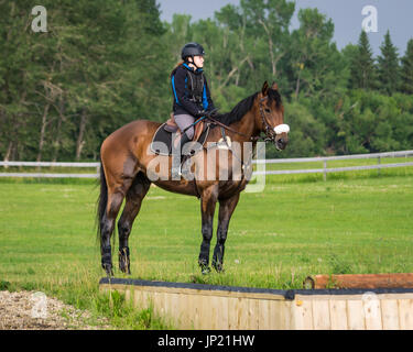 Jeune femme equestrian rider monté sur un jeune cheval hongre au cours d'une session de formation pour les compétitions de saut en attente dans un champ d'herbe verte. Banque D'Images