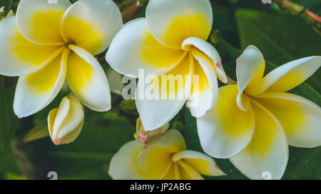 Un brunch de l'épanouissement de fleurs de tiaré jaune Banque D'Images