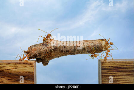 Fourmis transportant du bois crossing falaise, équipe concept Banque D'Images