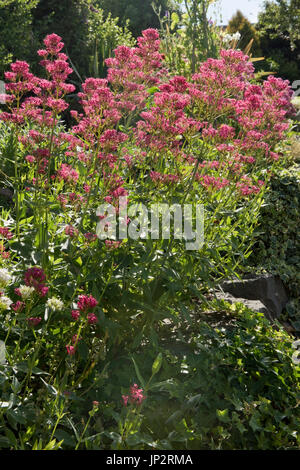 La valériane rouge, Centranthus ruber, grande plante à fleurs sur un jardin de rocaille, Berkshire, juin Banque D'Images