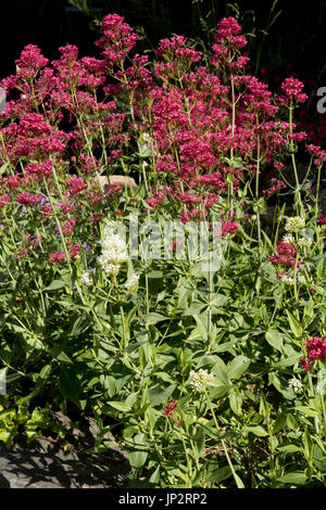 La valériane rouge, Centranthus ruber, grande plante à fleurs sur un jardin de rocaille, Berkshire, juin Banque D'Images