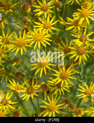 Jacobaea vulgaris, Séneçon, en forme d'étoile jaune fleurs avec Ray et fleurs du disque, certains anciens et plus sombre. Toxiques pour le bétail, Berkshire, Juillet Banque D'Images