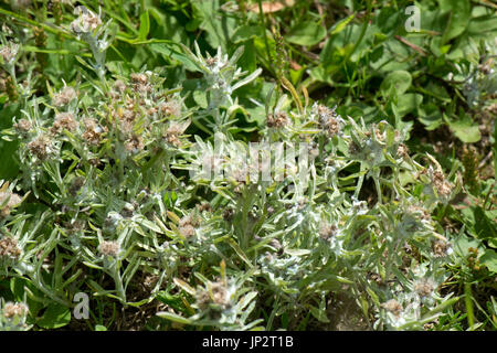 Gnaphale des marais Gnaphalium uliginosum, gris, floraison plus laineux sur un sentier sec sur la craie downland, Berkshire, Juillet Banque D'Images