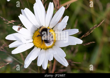 Bumblebee sur Oxeye Daisy Flower Close Up. Banque D'Images