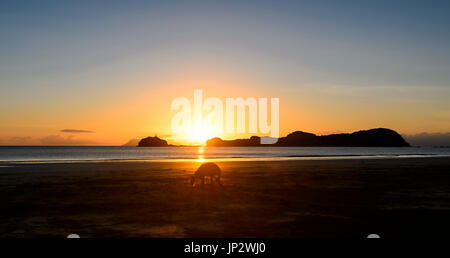 Le Wallaby sur la plage au lever du soleil, le Cap Hillsborough, Queensland, Queensland, Australie Banque D'Images