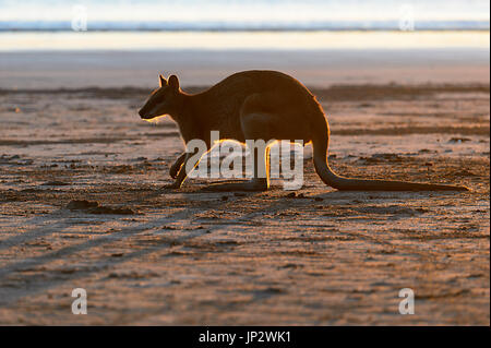 Wallaby rétroéclairé sur la plage au lever du soleil, le Cap Hillsborough, Queensland, Queensland, Australie Banque D'Images