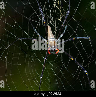 Globe Doré géant (Nephila pilipes-weaver), assis sur son site web, l'extrême nord du Queensland, Australie, Queensland, FNQ Banque D'Images