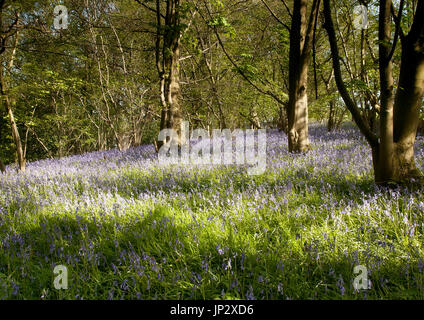 Bluebells dans le bois Larkrigg, près de Sedgwick, Cumbria, Angleterre Banque D'Images