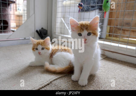 Paire de gingembre et de chatons blancs en attente d'adoption à un centre de sauvetage des animaux Banque D'Images