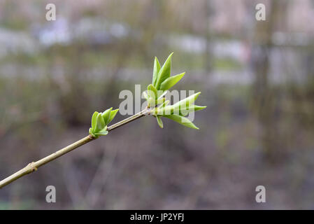 Les jeunes feuilles sur une branche de lilas au printemps en mai Banque D'Images