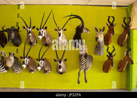 Animaux d'Afrique en peluche à Trophaendienste la taxidermie, Windhoek, Namibie Banque D'Images