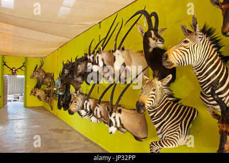 Animaux d'Afrique en peluche sur l'affichage à l'Trophaendienste la taxidermie, Windhoek, Namibie Banque D'Images