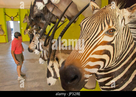 Animaux d'Afrique en peluche à Trophaendienste la taxidermie, Windhoek, Namibie Banque D'Images