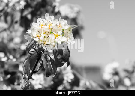 Fleur de printemps, Poirier Pyrus Communis nom scientifique Banque D'Images