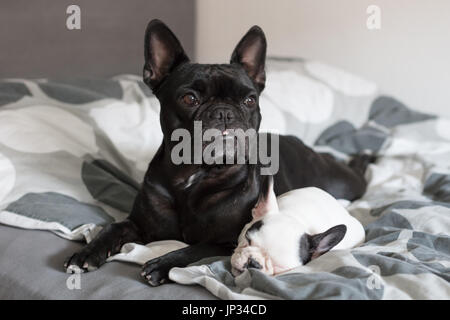 Bouledogue français chiot dormir avec un adulte, selective focus Banque D'Images