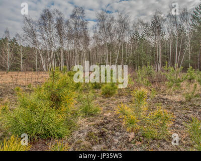 Les jeunes le pin et le bouleau bosquet dans la forêt polonaise avec un ciel nuageux dans un contexte Banque D'Images