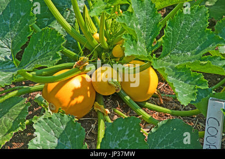 Château Walmer Jardin Kichen, courgette, Kent, Angleterre Banque D'Images