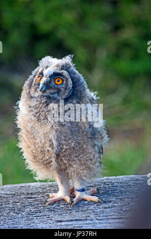 Long-Eared Poussins Owl Asio, captive d'Otis Banque D'Images