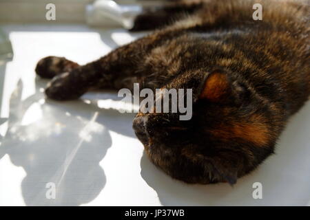 L'écaille de tortue couchage Chat de maison Banque D'Images