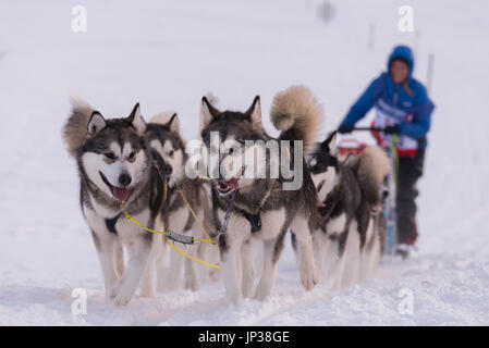 Finnmarksløpet, de traîneaux à chiens dans le Finnmark Norvège Banque D'Images