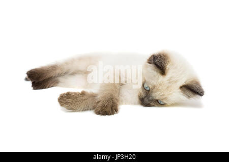 Chaton sur fond blanc, chaton joue, été, chat siamois Banque D'Images