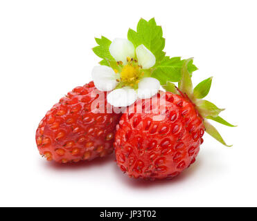 Les Fraises sauvages avec des feuilles vertes et des fleurs, isolé sur le fond blanc, chemin de détourage inclus. Banque D'Images