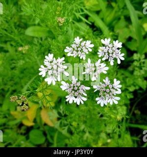 Fleur blanche sur la coriandre plante. Plantes de jardin de légumes. Produits naturels. Condiments Banque D'Images