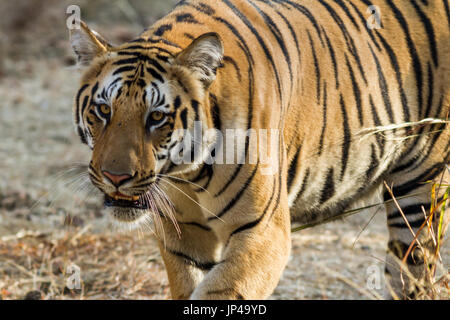 Gros plan de la tête de tigre en traversant la route en Cnetral Indian Forest, Inde Banque D'Images