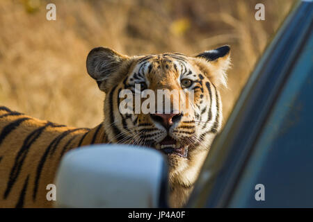 De tigre en Inde, Indian Forest Central Banque D'Images