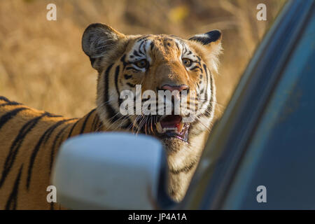 De tigre en Inde, Indian Forest Central Banque D'Images